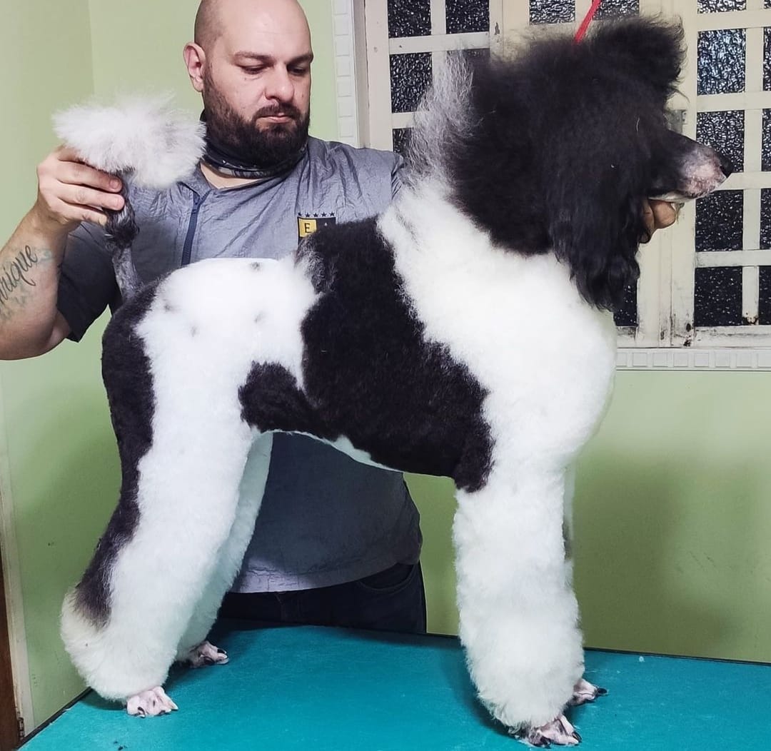 Poodle Particolor do acervo Show Dogs
