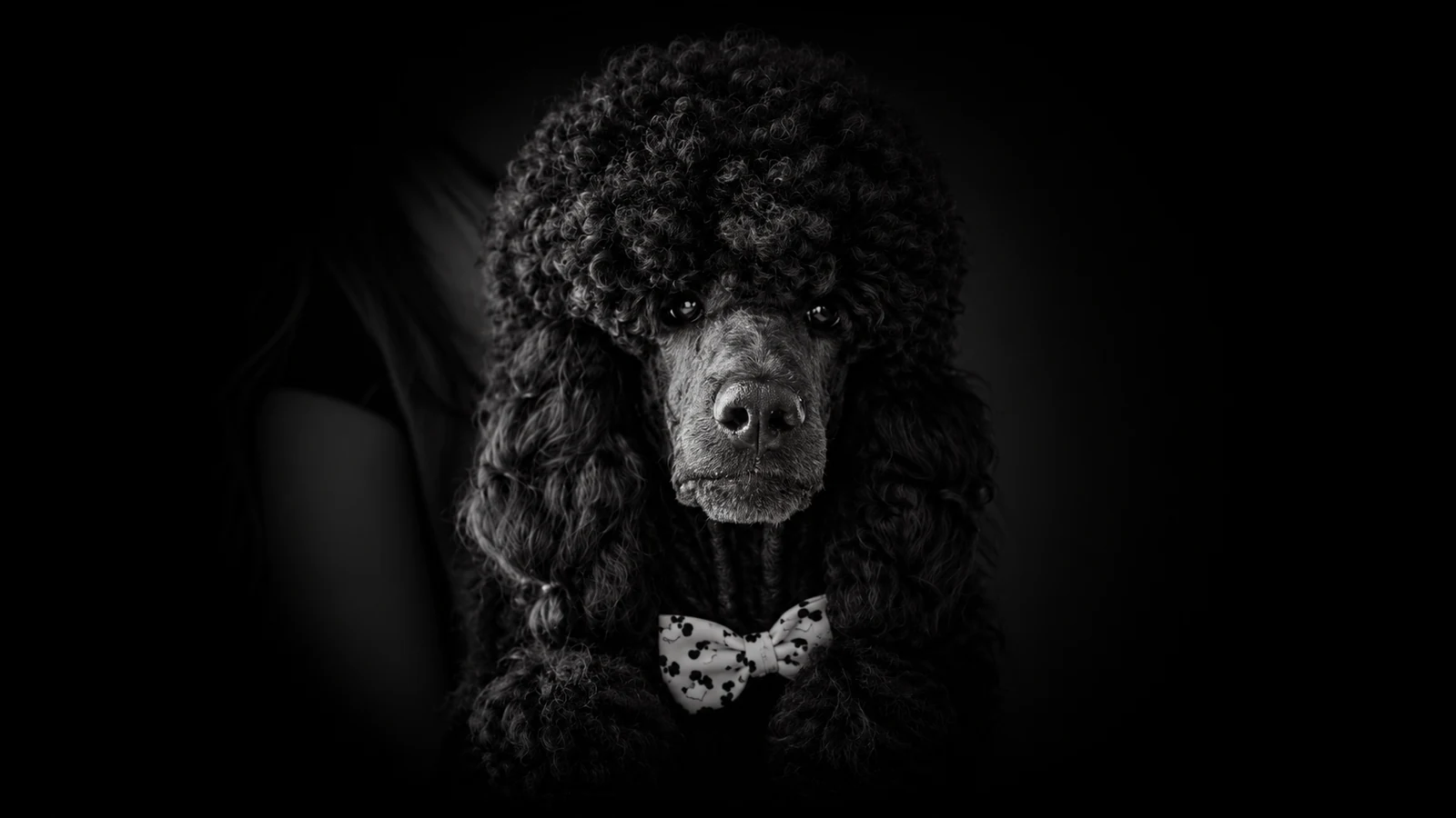 Poodle Gigante preto Show Dogs